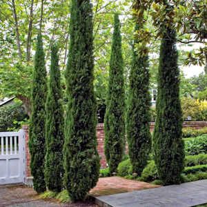 some very pretty trees in the yard