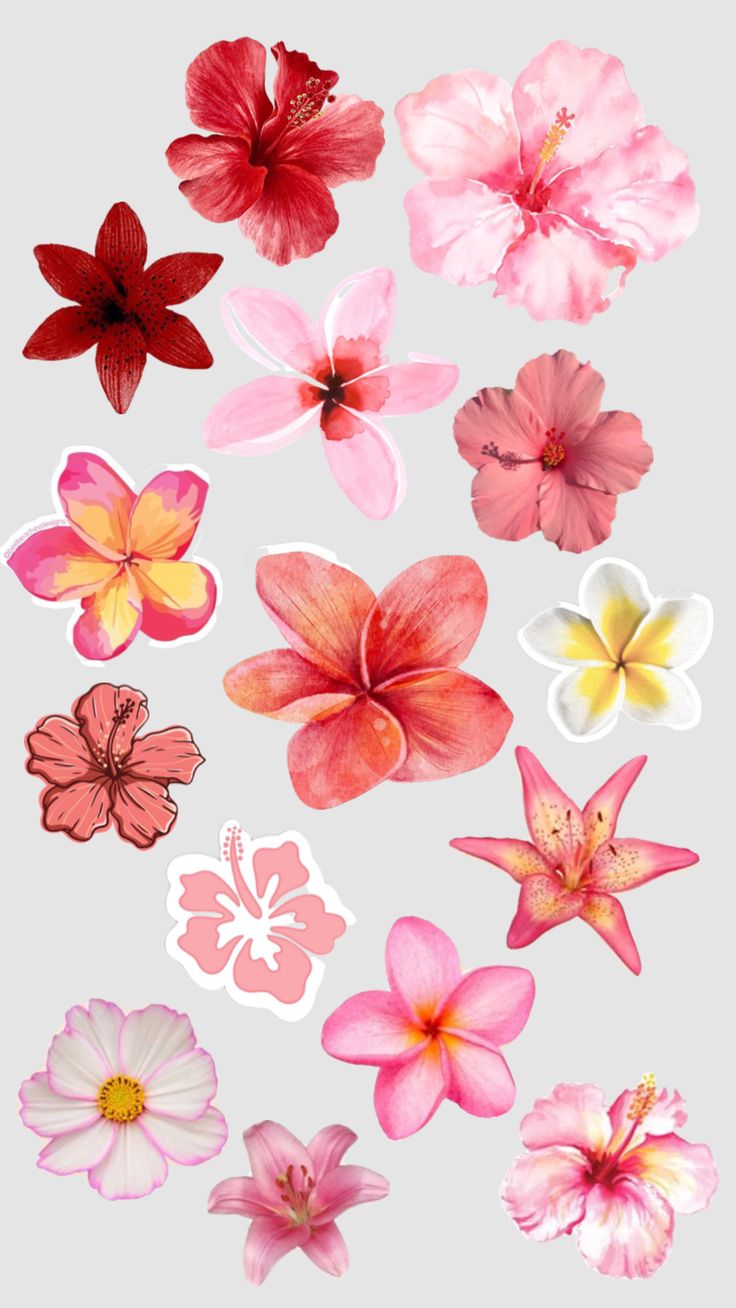 a bunch of pink and red flowers on a white background with the words, flower stickers