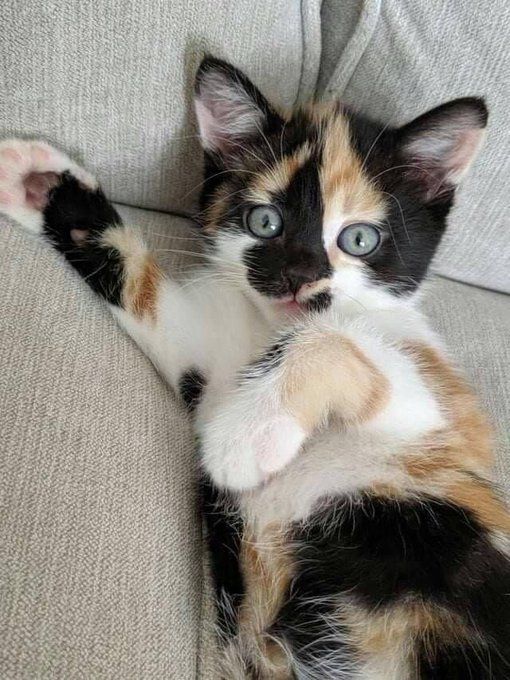 a kitten sitting on top of a couch with its paws up in the air and it's eyes wide open