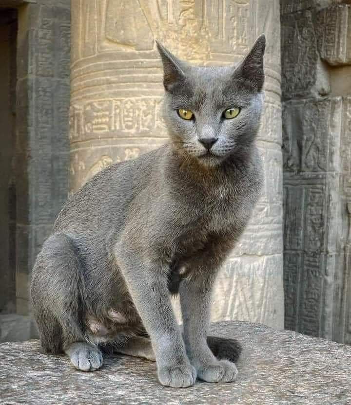 a gray cat sitting on top of a stone slab next to a pillar with carvings in the background