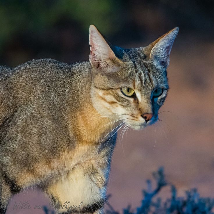 a cat standing on top of a patch of dirt next to a tree branch with blue eyes