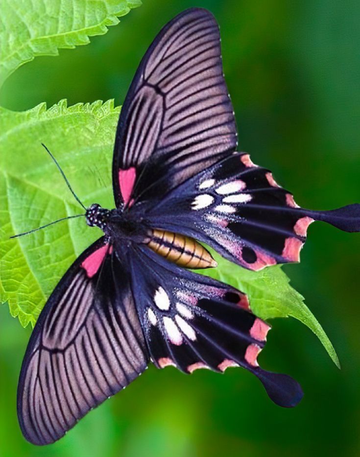 a black and pink butterfly sitting on top of a green leaf