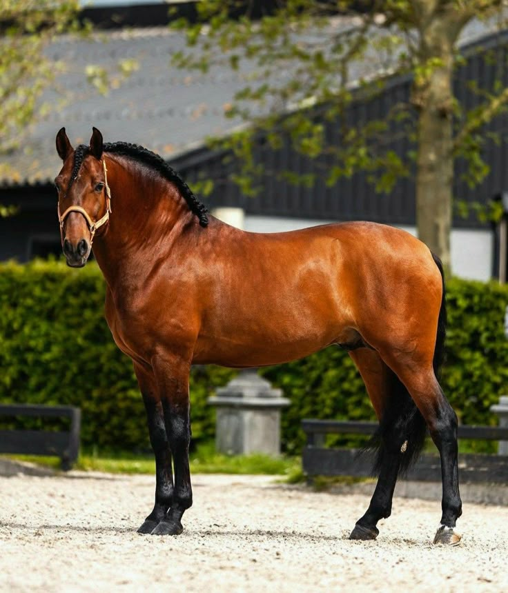 a large brown horse standing on top of a dirt field next to a lush green tree