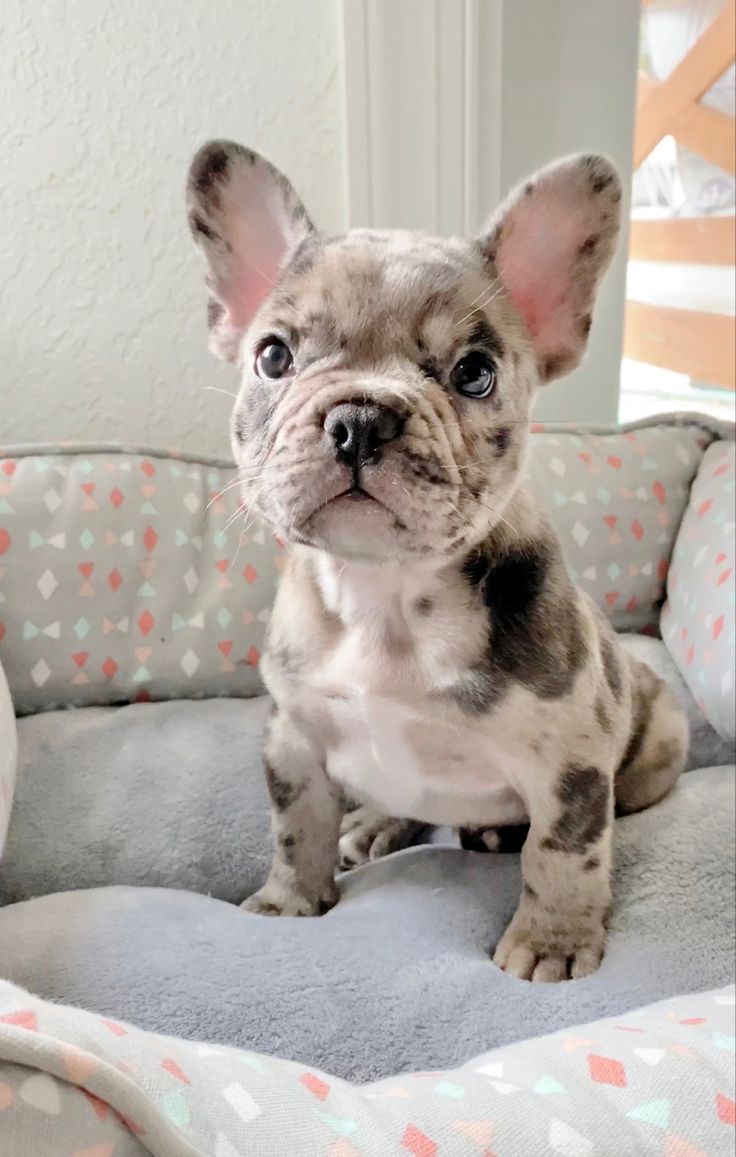 a small dog sitting on top of a bed