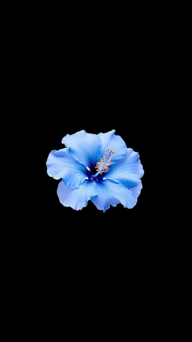 a blue flower on a black background