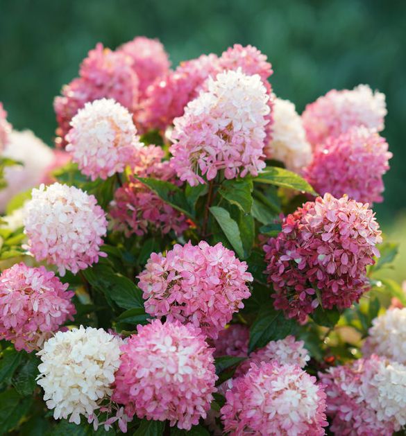 pink and white flowers are blooming in the garden