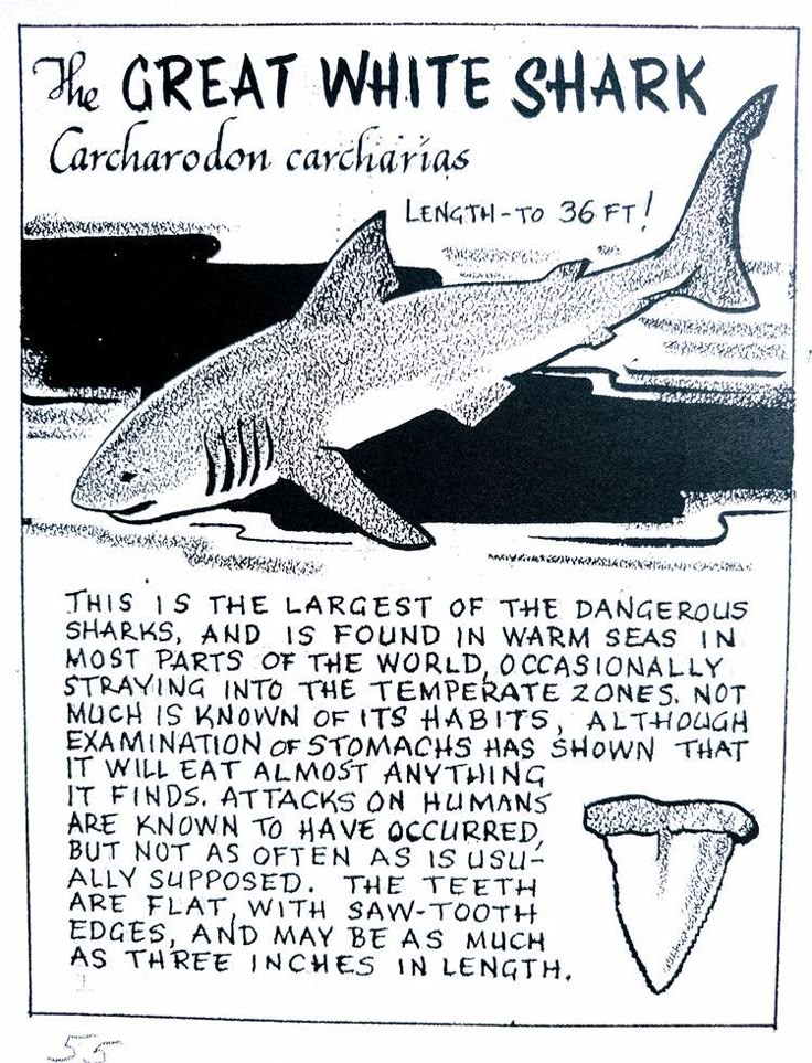 the great white shark is depicted in this black and white drawing, which features information about it