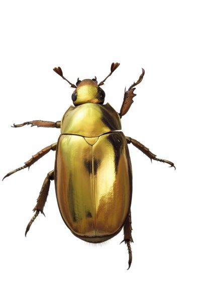 a golden beetle on a white background with clippings to the left and right side