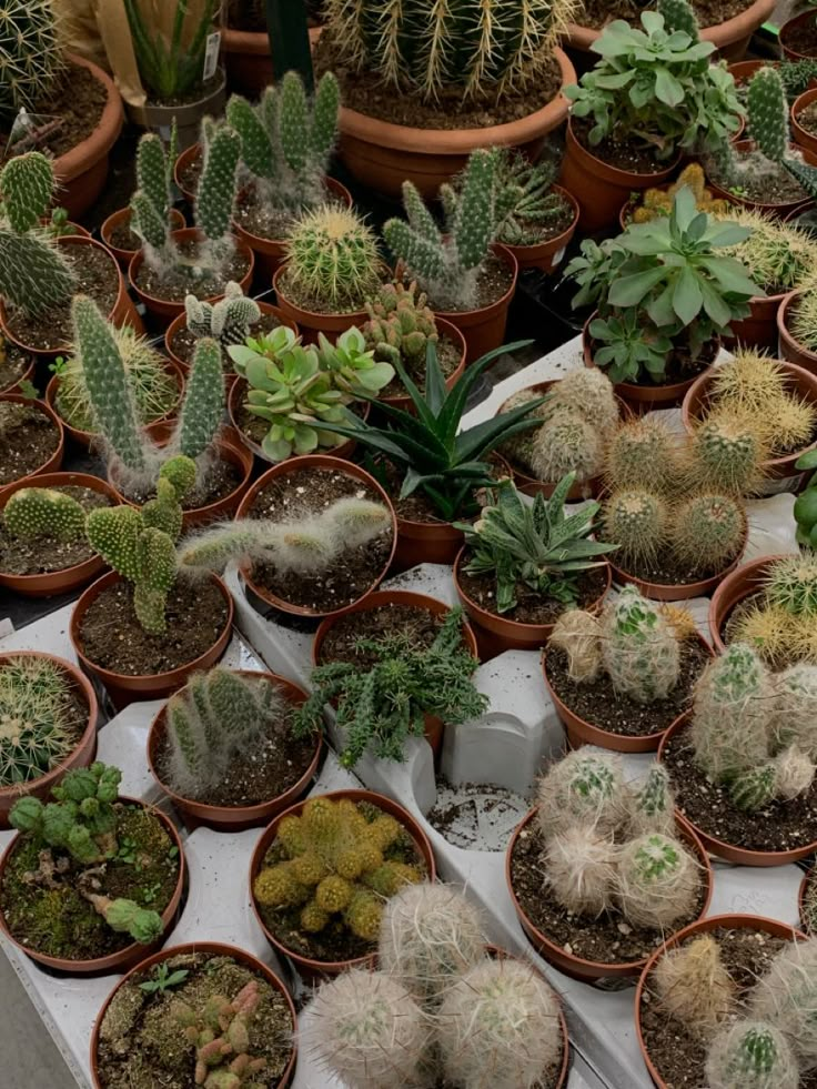 many different kinds of cactus in small pots