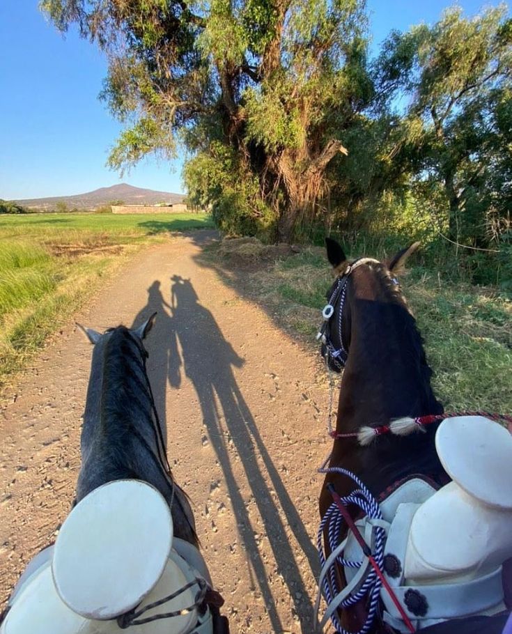 two horses walking down a dirt road with trees in the background