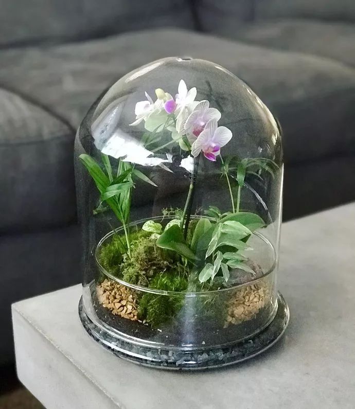 a glass dome with plants inside on a table in front of a couch and sofa