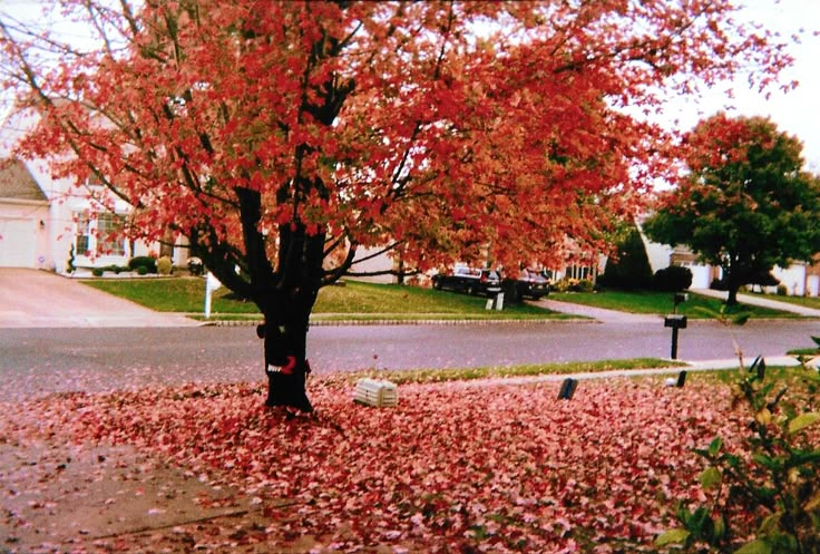 a tree with red leaves on the ground in front of a street and houses behind it