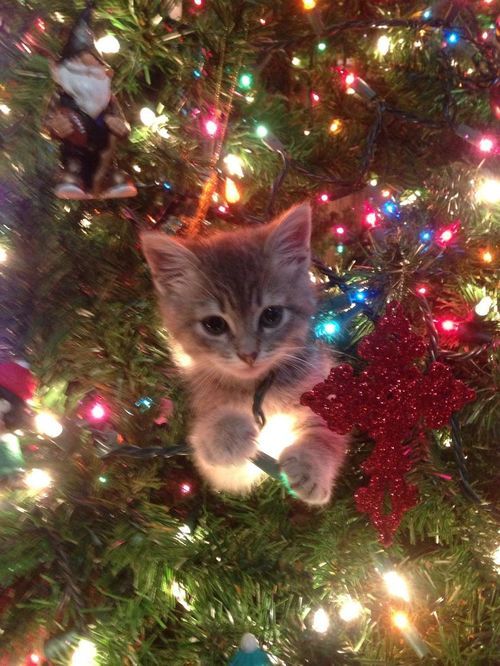 a kitten sitting on top of a christmas tree