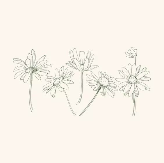 three daisies line drawing on a white background