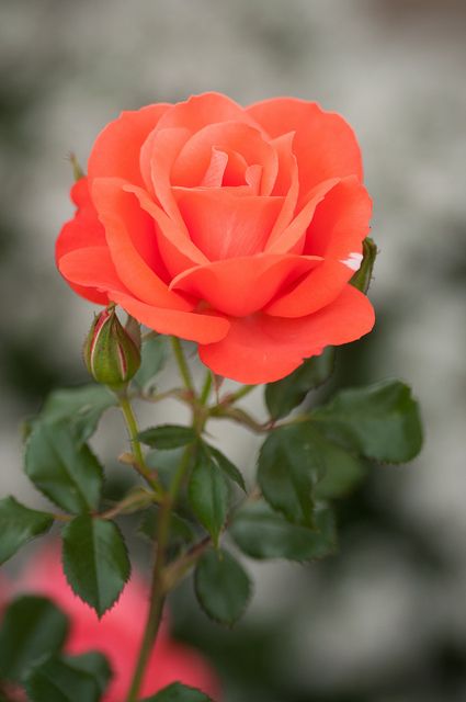 a single orange rose with green leaves in front of a blurry background that looks like it has just been bloomed