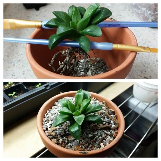 there are two pictures of plants in the same pot and one is on top of another plant