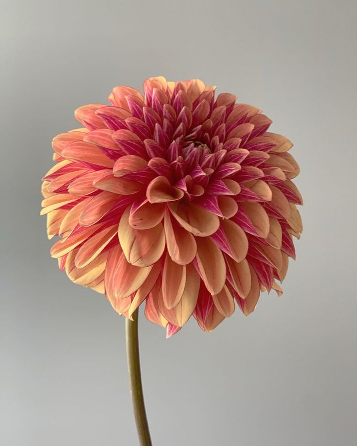 a large pink flower in a vase on a white table top with grey walls behind it