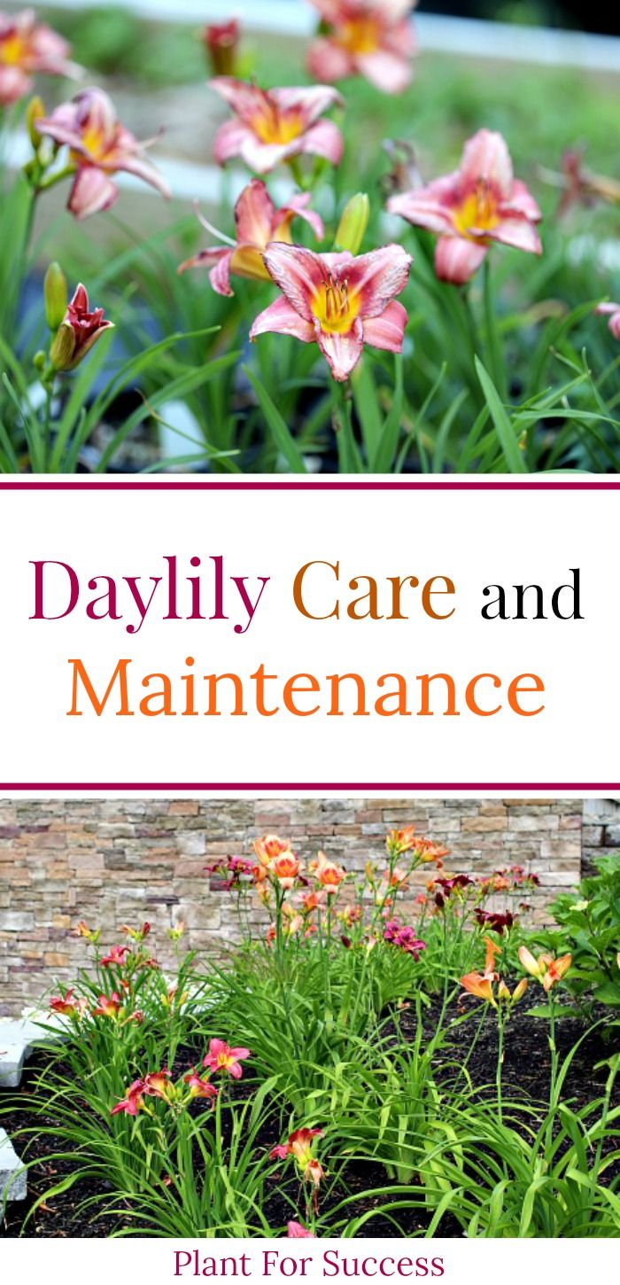 the front cover of a book with flowers in it and text that reads, daily care and maintenance plant for success