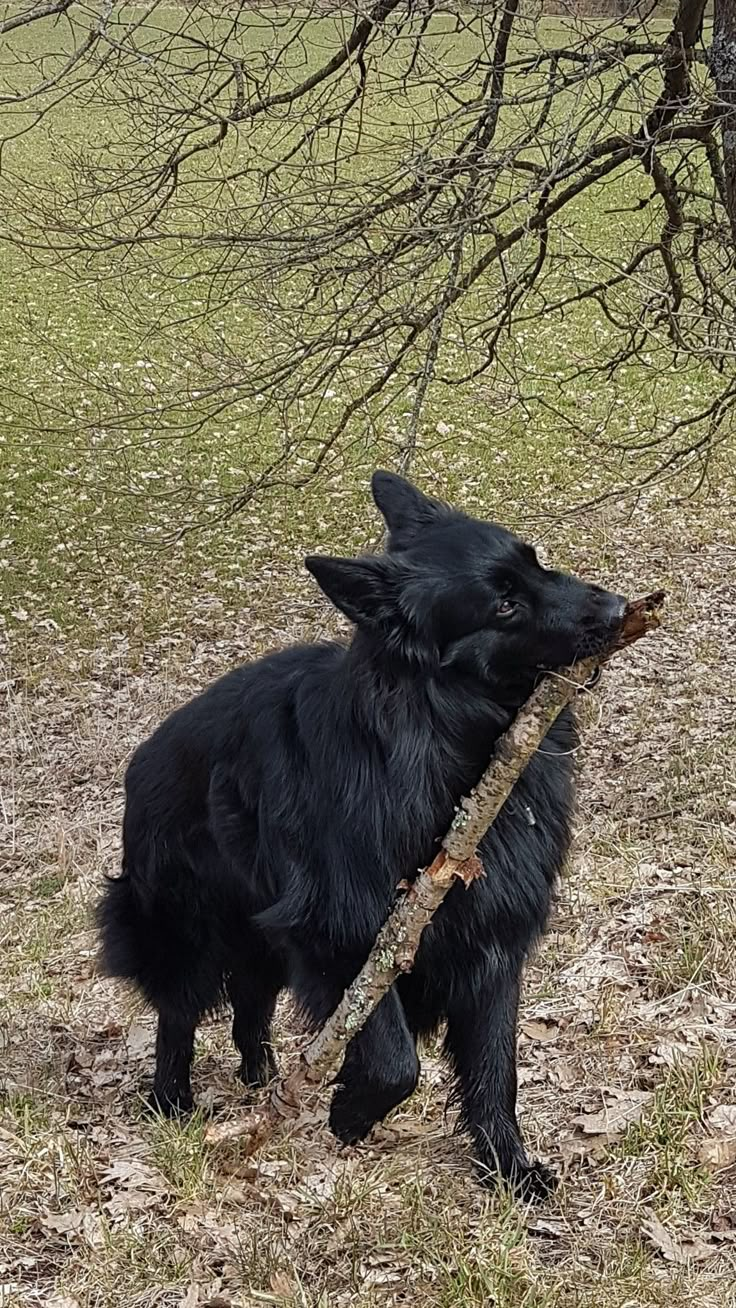 a black dog holding a stick in its mouth while standing next to a bare tree