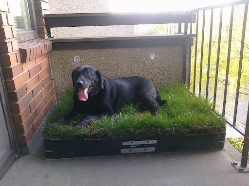 a large black dog laying on top of a green bed covered in grass next to a brick building