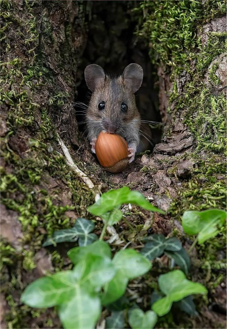 a small rodent is holding an apple in its mouth and peeking out from behind a mossy tree