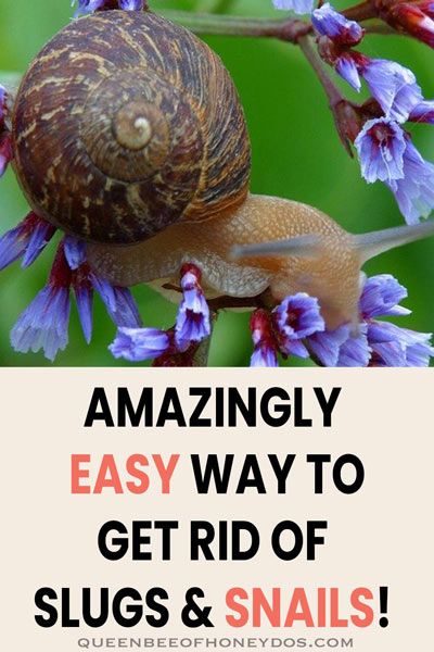 a snail sitting on top of purple flowers with the words amazing easy way to get rid of slugs and snails