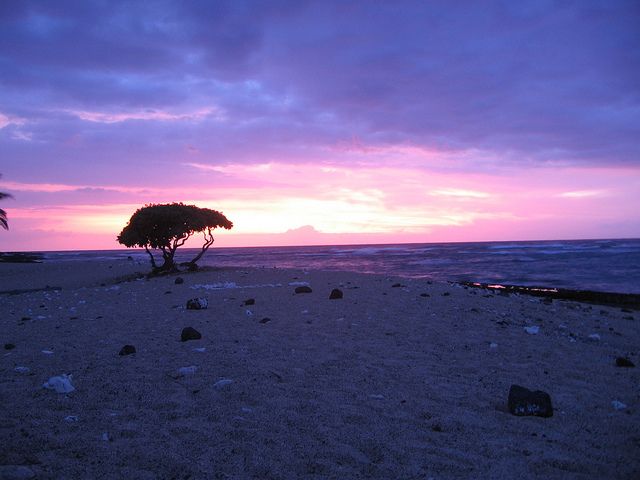 a lone tree on the beach at sunset