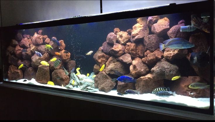 an aquarium filled with lots of different types of fish