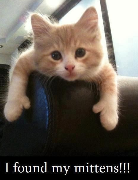 a kitten is sitting on top of a couch and has its paw up to the camera