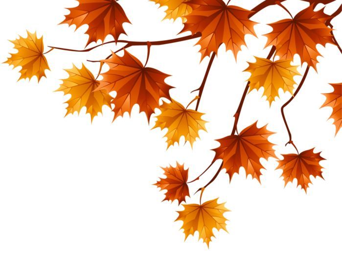 an image of autumn leaves on a branch