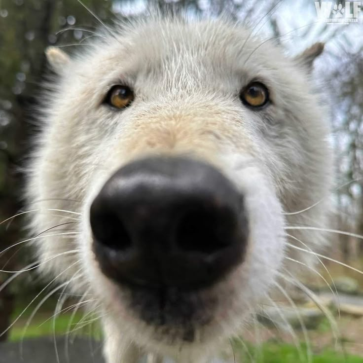 a close up of a white dog's face with trees in the back ground