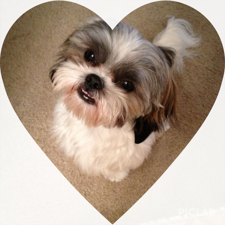 a small dog sitting on the floor in front of a heart