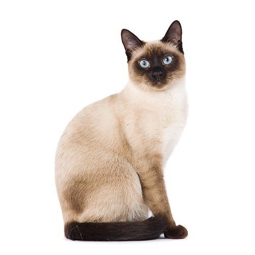 a siamese cat sitting on top of a black object in front of a white background