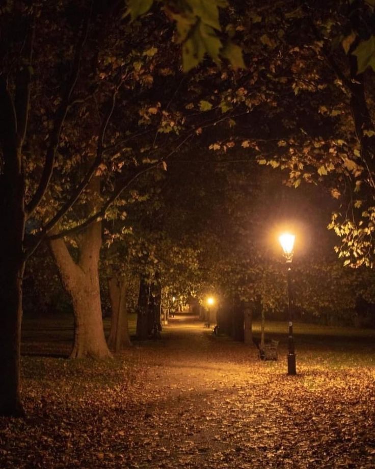 an empty park at night with lights shining on the trees and leaves covering the ground