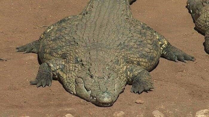 two alligators are laying on the ground together