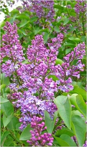 purple flowers are blooming in the garden