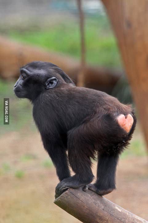 a small black monkey sitting on top of a tree branch