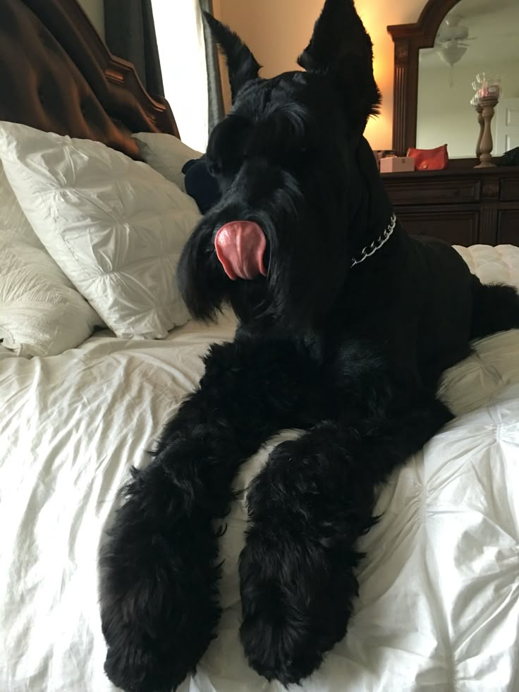 a large black dog laying on top of a bed