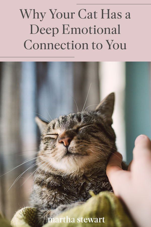 a cat is being petted by someone's hand with the caption, your cat has a much deeper emotion bond to you than you think