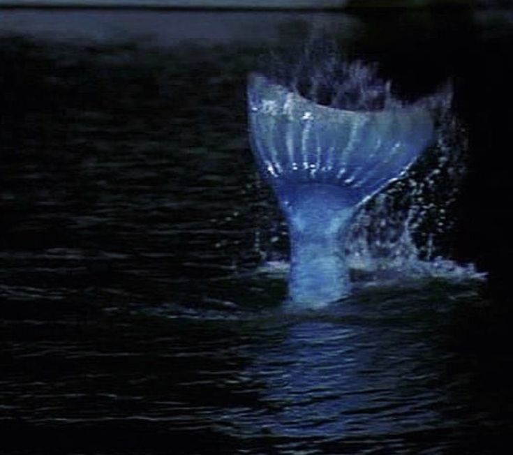 the tail of a large blue whale is visible in the dark water at night time