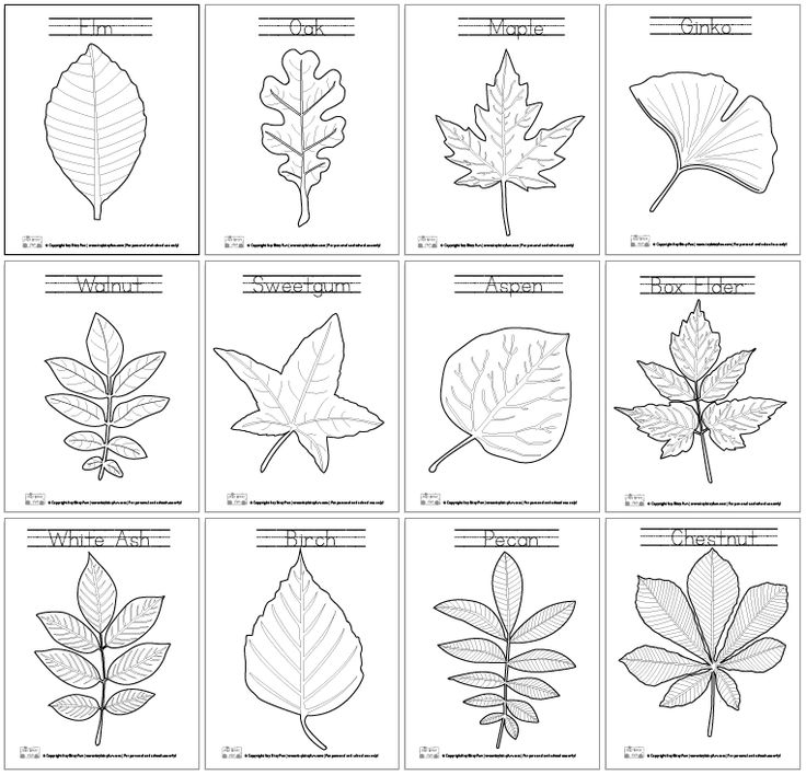 the different types of leaves are shown in black and white