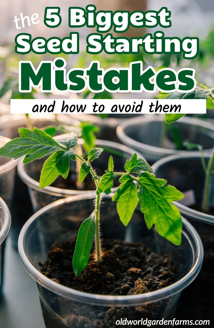 the 5 biggest seed starting mistakes and how to avoid them from growing in pots