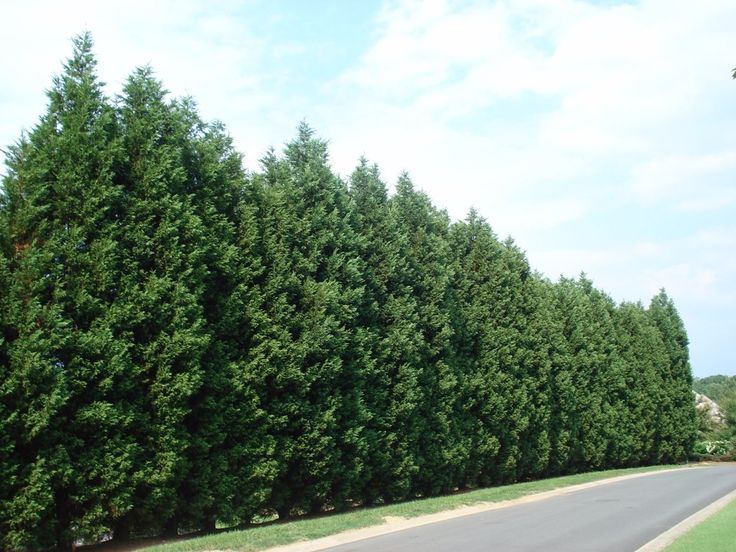 a row of trees along the side of a road