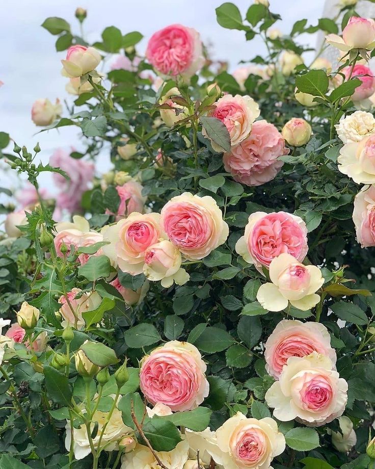 pink and white roses blooming in the garden