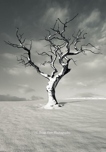 black and white photograph of a bare tree in the middle of winter with snow on the ground