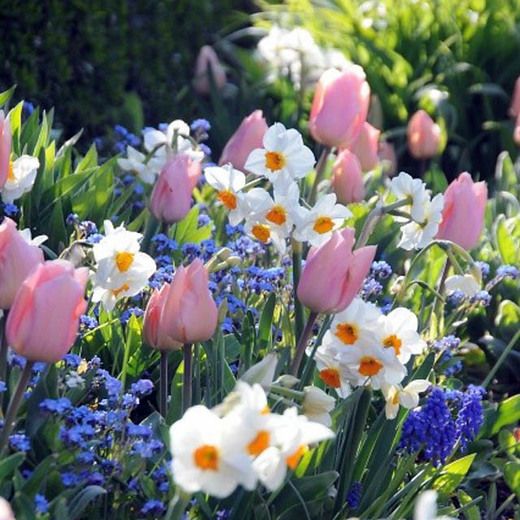 many pink and white flowers are in the grass by some blue flowers on the ground