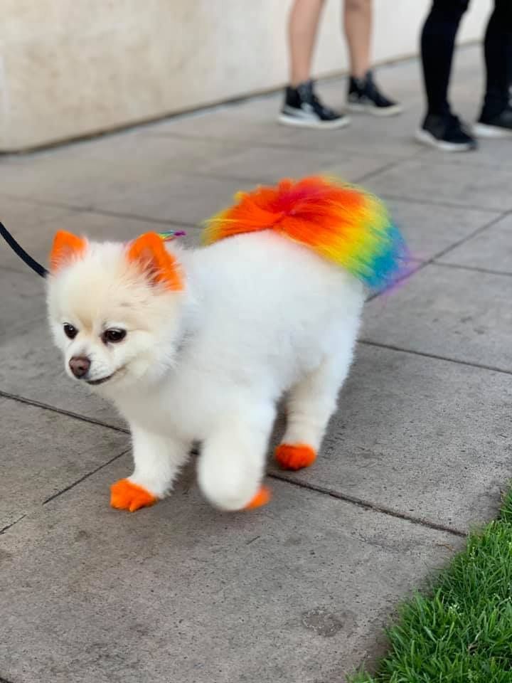 a small white dog with an orange and blue mohawk on it's head walking down a sidewalk