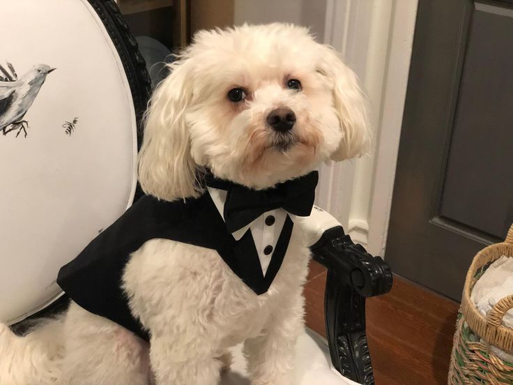 a white dog wearing a tuxedo vest and bow tie sitting on a chair