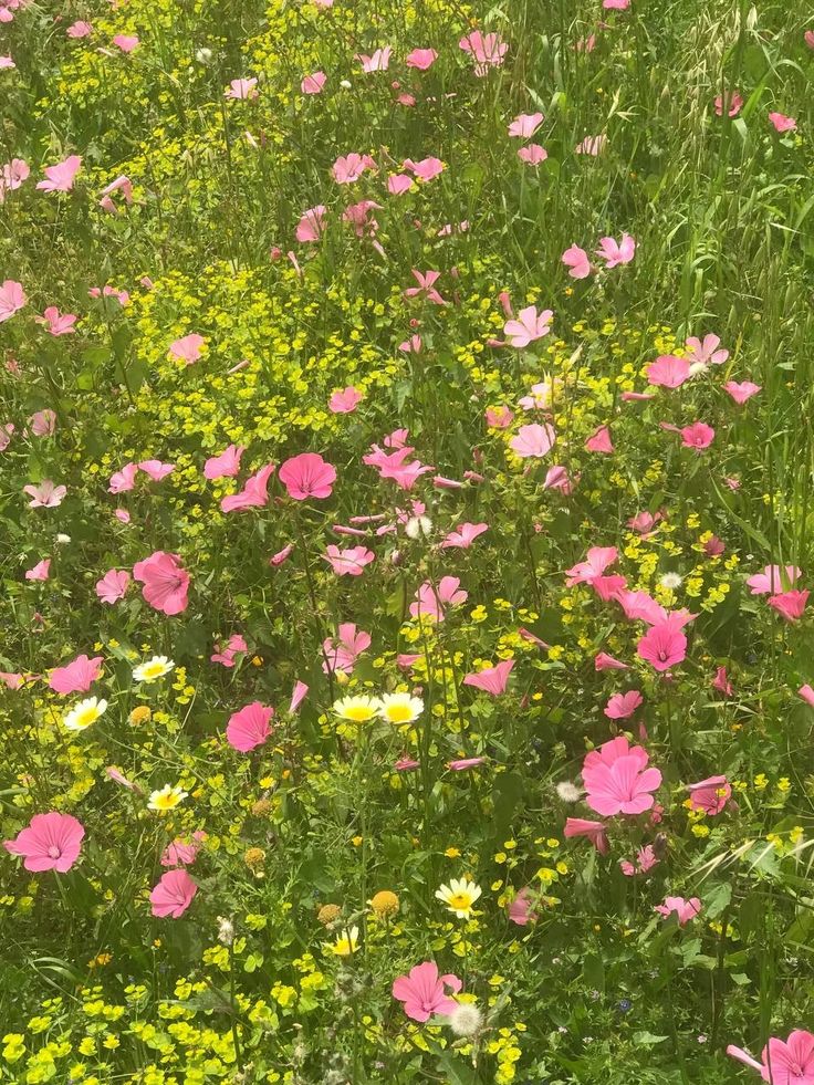 pink and yellow flowers are growing in a field with tall grass on the other side