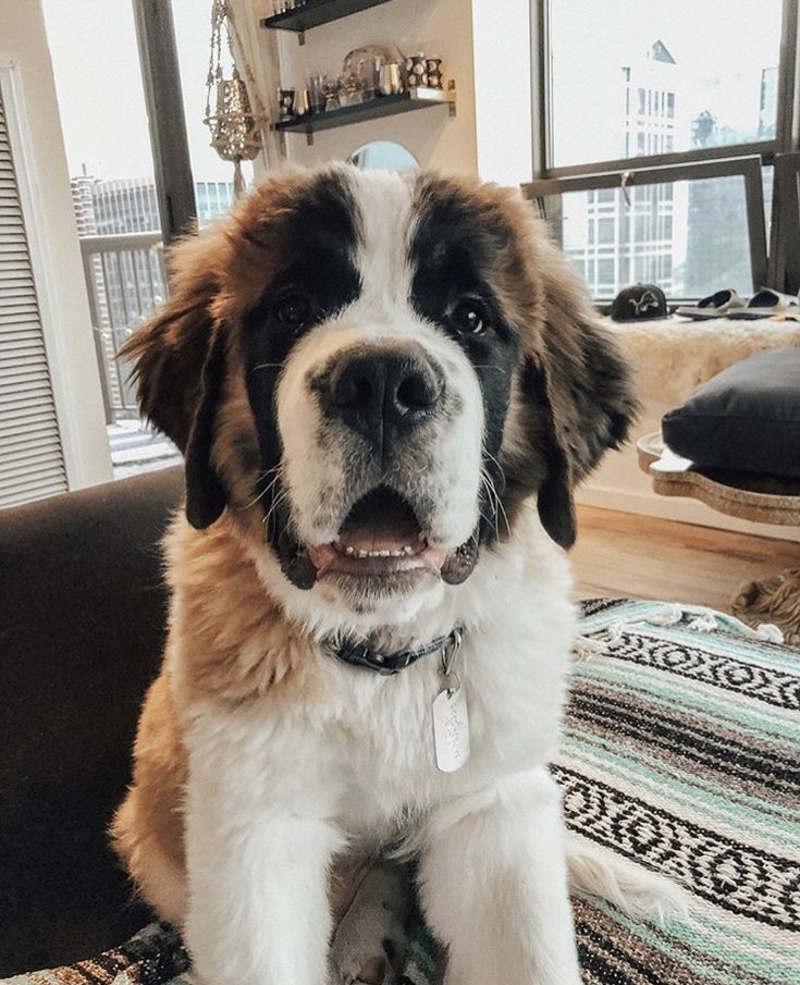 a large brown and white dog sitting on top of a bed